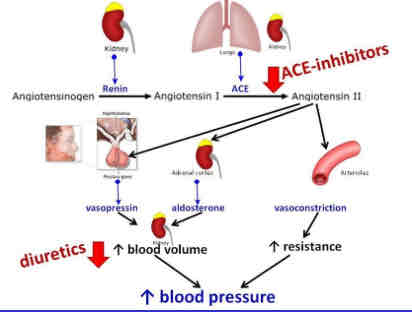 <p>The study of how living organisms function.</p>