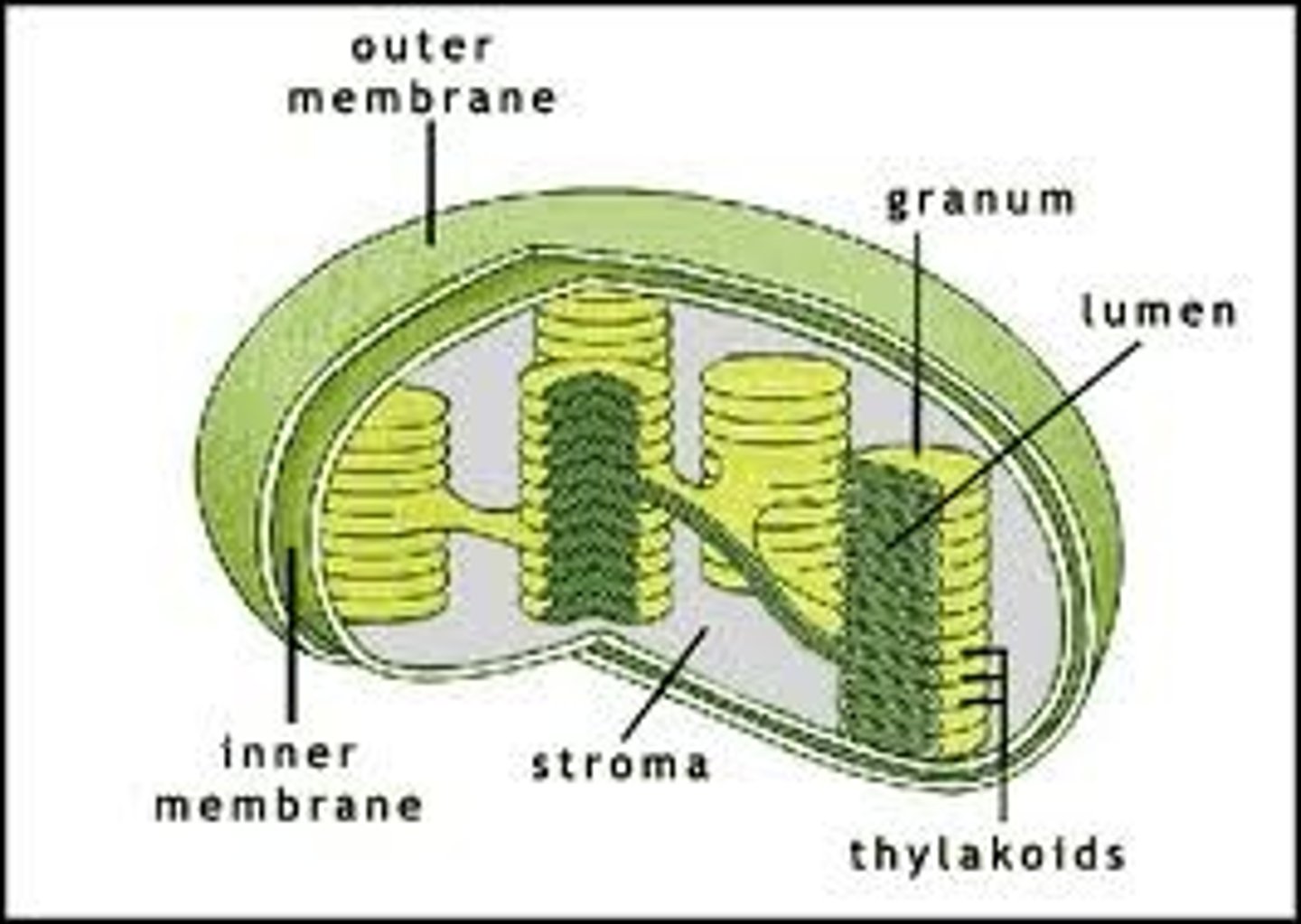 <p>Stroma (fluid), the fluid in between grana, where carbohydrate formation reactions occur in the chloroplasts of plant cells photosynthesizing</p>