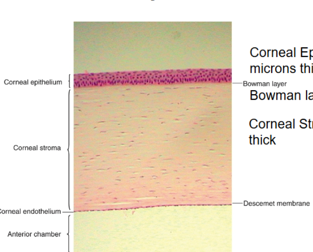<p>corneal epithelium is around 50 microns thick  </p><p>bowman layer is 8-19 microns thick </p><p>corneal stroma is 450-500 microns thick </p><p>descemet membrane is 5-15 microns thick </p><p>corneal endothelium is normally 5 microns thick </p><p>endothelial mosaic forms a leaky membrane </p>