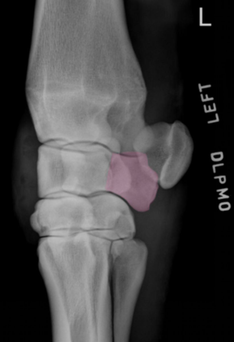 <p>What bone is highlighted?</p>