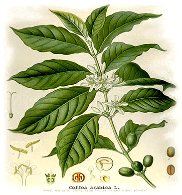 <p>Arabica</p>