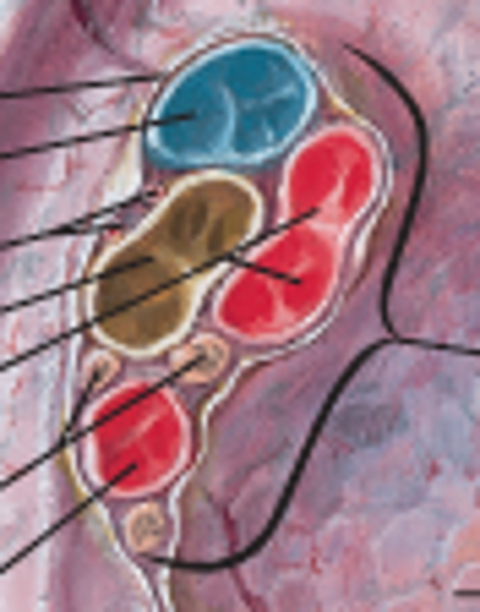 <p>the vessels within the hilum of the lung</p><p>TA will probably poke probe into all the holes</p><ul><li><p>collective structure</p></li></ul><p></p>