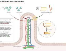 <p>• glucose is absorbed from the epithelial cells of the villi in the small intestine and transported to the body cells and tissues through the bloodstream.</p><p>	• cells may need glucose which is already in higher concentration in the cell compared to the outside surrounding.</p><p>	• hence, glucose moves against concentration gradient by active transport.</p><p>	• energy released during respiration and is used by carrier proteins in the cell membrane to absorb the glucose against concentration gradient.  </p>