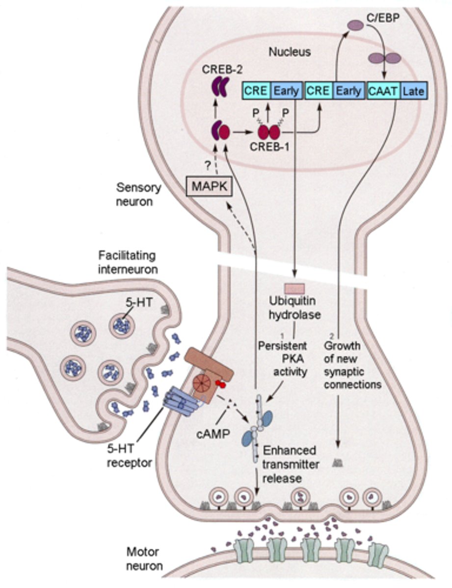 <p>An increase in a synapse's firing potential after brief, rapid stimulation.</p>