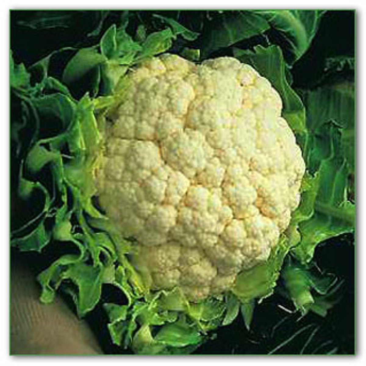 <p>Genital warts: rapid growing, tiny, moist, pink/red, may become cauliflower like</p>