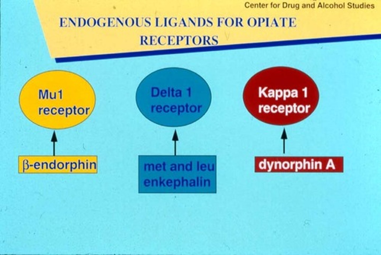 <p>mu, kappa, delta</p><p>most common: mu receptor (MOR)</p><p>- functions in analgesia, respiratory function, GI motility, mood, thermoregulation, hormone secretion, and immune function</p>