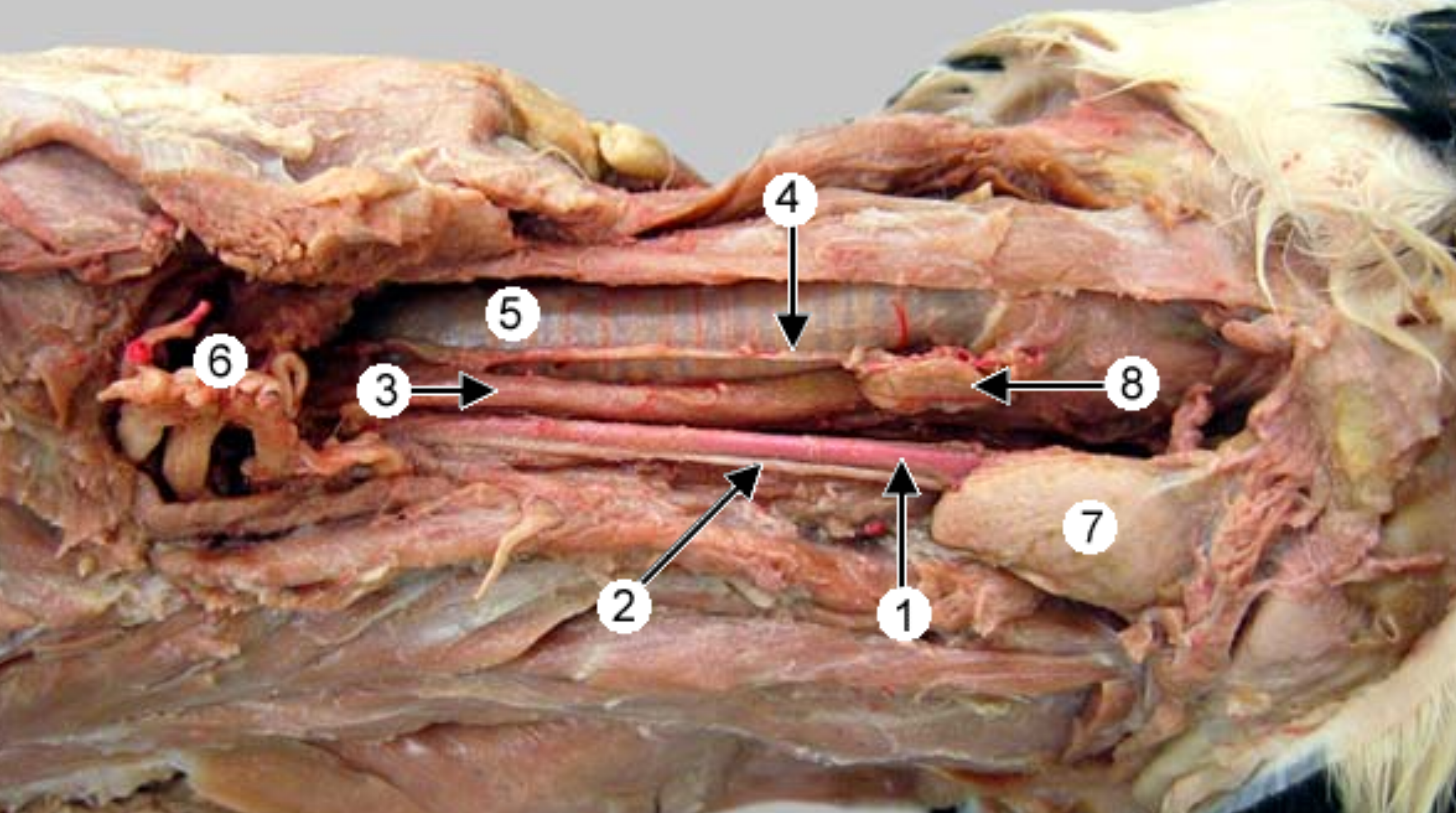 <p>lateral (side) view of the ventral dog neck:</p><p>label 1, 2, 3, 5</p>