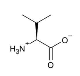 <p>Valine </p>