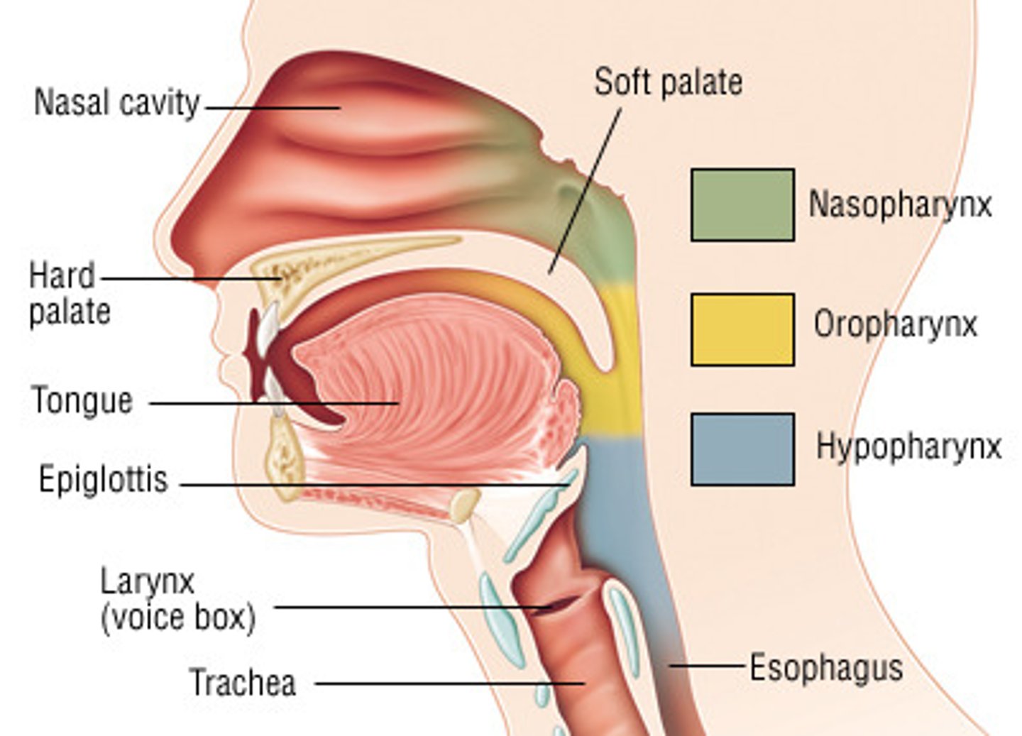 <p>nasopharynx, oropharynx, laryngopharynx</p>