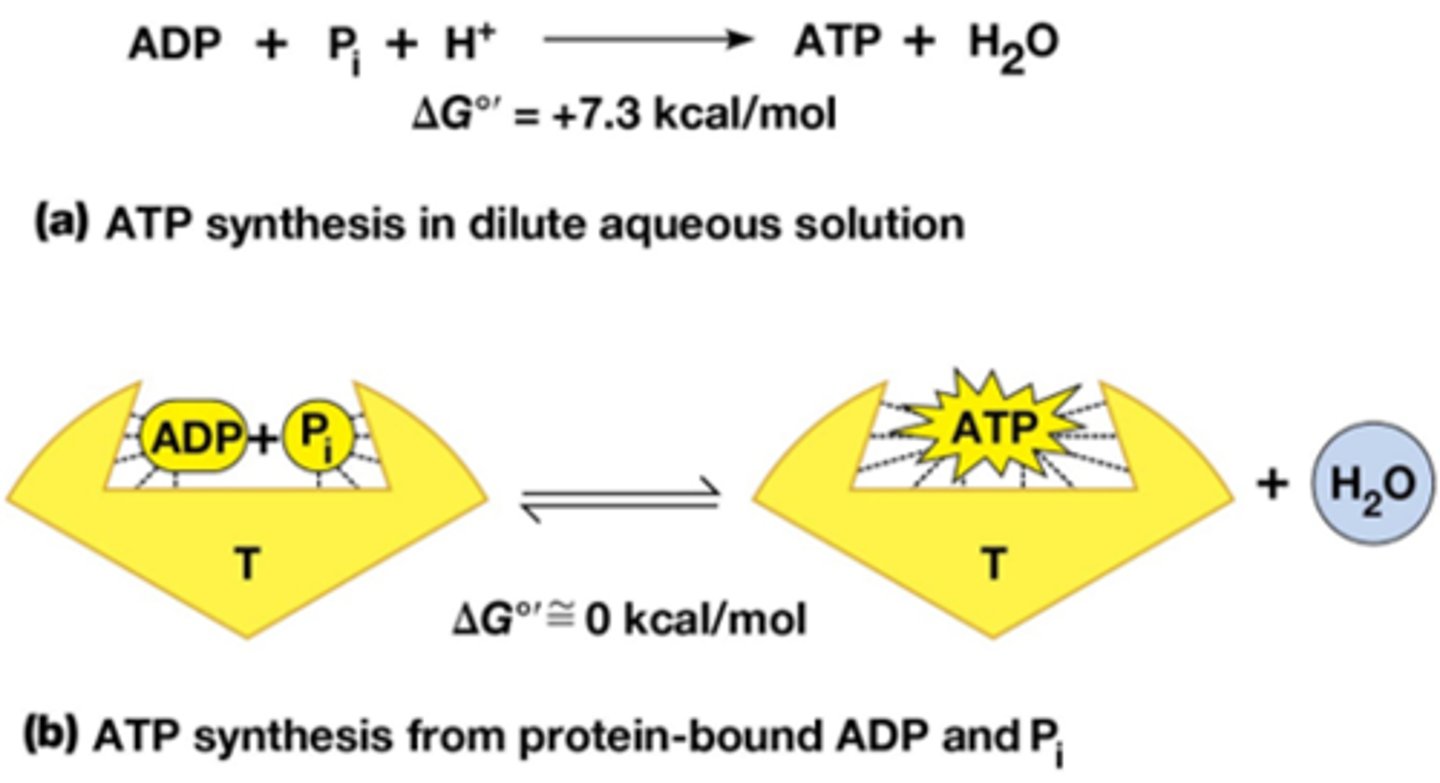 <p>ATP synthese verloopt onder condities waarbij ∆G°'~ 0 en er is geen directe input van energie</p><p>Het verloopt omwille van het mechanisch werk (het ronddraaien van c-ring en λ subeenheid) dat eigenlijk de energie levert zodat ATP synthese kan verlopen</p>