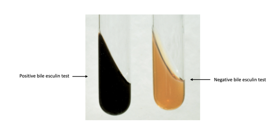 <p>Bile Esculin  </p>