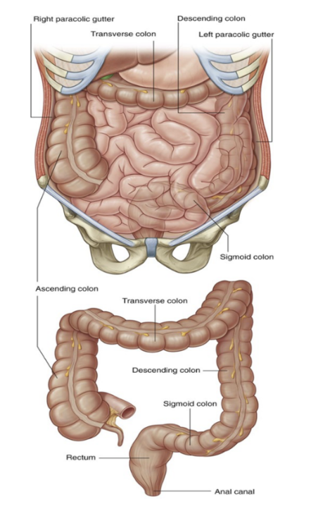 <p>The distal part of the GI tract, extending from cecum to anal canal. Receives digested food from small intestine, from which it absorbs water &amp; electrolytes to form faeces </p><p>Can be anatomically divided into 4 parts, which form an arch encircling the small intestine —</p><ul><li><p>Ascending colon —</p><ul><li><p>A retroperitoneal structure ascending superiorly from the cecum</p></li><li><p>Once at the right lobe of the liver, it turns at the right colic (hepatic) flexure 90°, marking start of transverse colon</p></li></ul></li><li><p>Transverse colon —</p><ul><li><p>Extends from right colic flexure to the left colic (splenic) flexure at the spleen, where it turns another 90° to point inferiorly. Here, the colon is attached to the diaphragm via the phrenicocolic ligament</p></li><li><p>The least fixed part of the colon &amp; variable (can dip into the pelvis in tall thin people) — unlike ascending &amp; descending colon, it is intraperitoneal &amp; enclosed by transverse mesocolon </p></li></ul></li><li><p>Descending colon —</p><ul><li><p>After left colic flexure, moves inferiorly towards the pelvis </p></li><li><p>Retroperitoneal in most individuals, located anteriorly to the left kidney, passing over its lateral border. Once it turns medially, it becomes the sigmoid colon</p></li></ul></li><li><p>Sigmoid colon —</p><ul><li><p>40cm long — located in lower left quadrant of abdomen, extending from left iliac fossa to S3 vertebrae, thus giving its characteristic “S” shape </p></li><li><p>Attached to the posterior pelvic wall by the sigmoid mesocolon, with this mesentery’s long length allowing this part of the colon to be especially mobile</p></li></ul></li></ul>