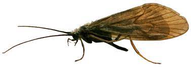 Order of Caddies flies