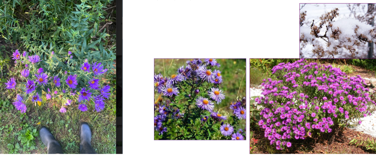 -dark purple
-taller shrubs, do not spread as wide