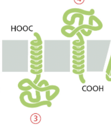 <ul><li><p>they have COOH attached </p></li><li><p>it has a helix </p></li><li><p></p></li></ul>