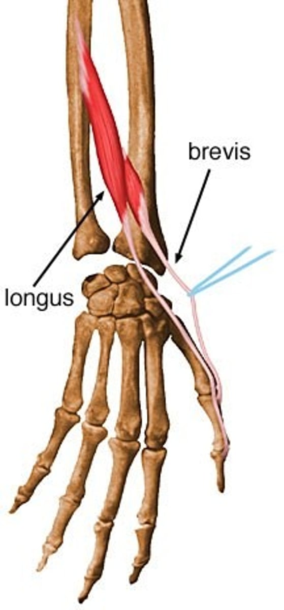 <p>Origin: Ulna</p><p>Insertion:Distal Phalanx of thumb</p><p>Action: Extends CMC, MCP and IP joints of thumb</p><p>Innervation: Radial Nerve</p>