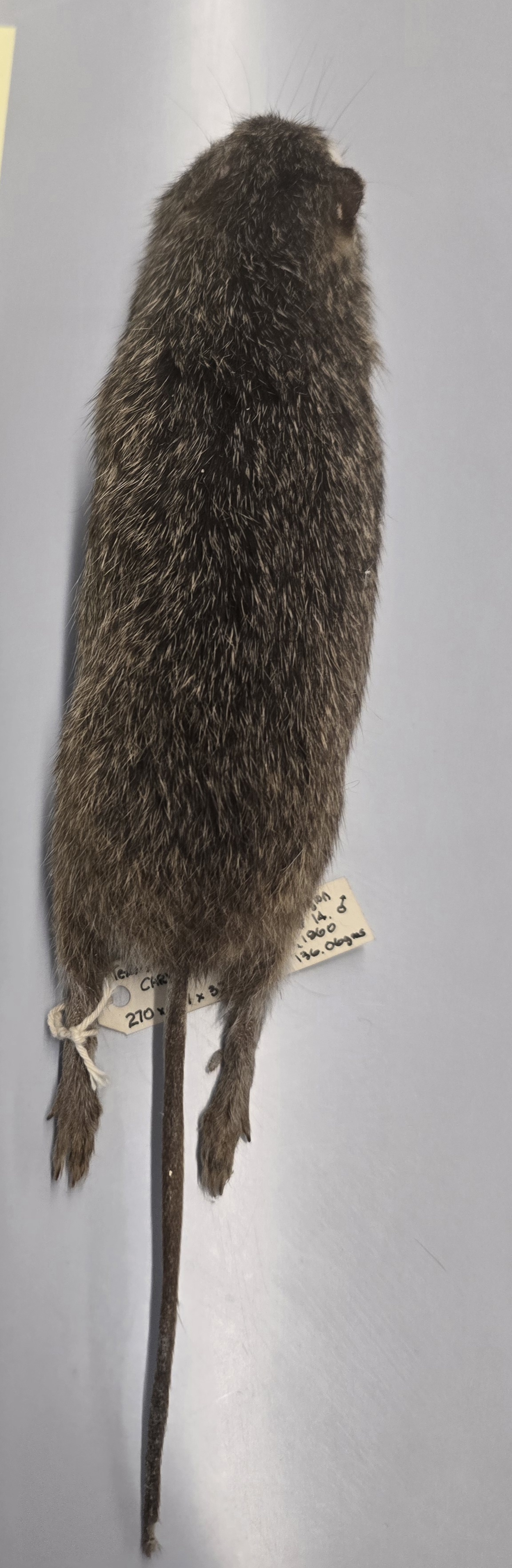 <p><span><span>Hispid cotton rat</span></span></p>