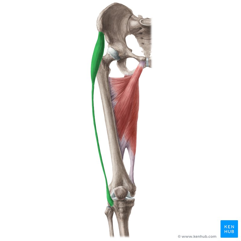 <p>O: anterior superior iliac spine</p><p>I: lateral condyle of tibia</p><p>F: thigh internal rotation, weak abduction, external rotation, weak flection and extension, stabilizes hip &amp; knee joints</p>