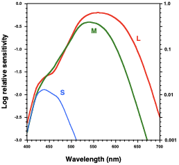 <p><span style="font-family: &quot;Trebuchet MS&quot;;"><span>isolated the genes that encode for each photopigment</span></span></p><ul><li><p>Genes for each photopigment<span>&nbsp;</span><strong>isolated &amp; transfected into cell cultures.</strong></p></li><li><p>Cells expressed<span>&nbsp;</span><strong>3 unique cone pigments</strong>, allowing measurement of each of their spectra.</p></li><li><p><strong><u>revealed the wavelength of light each photopigment is most sensitive to&nbsp;</u></strong></p></li></ul><p></p>