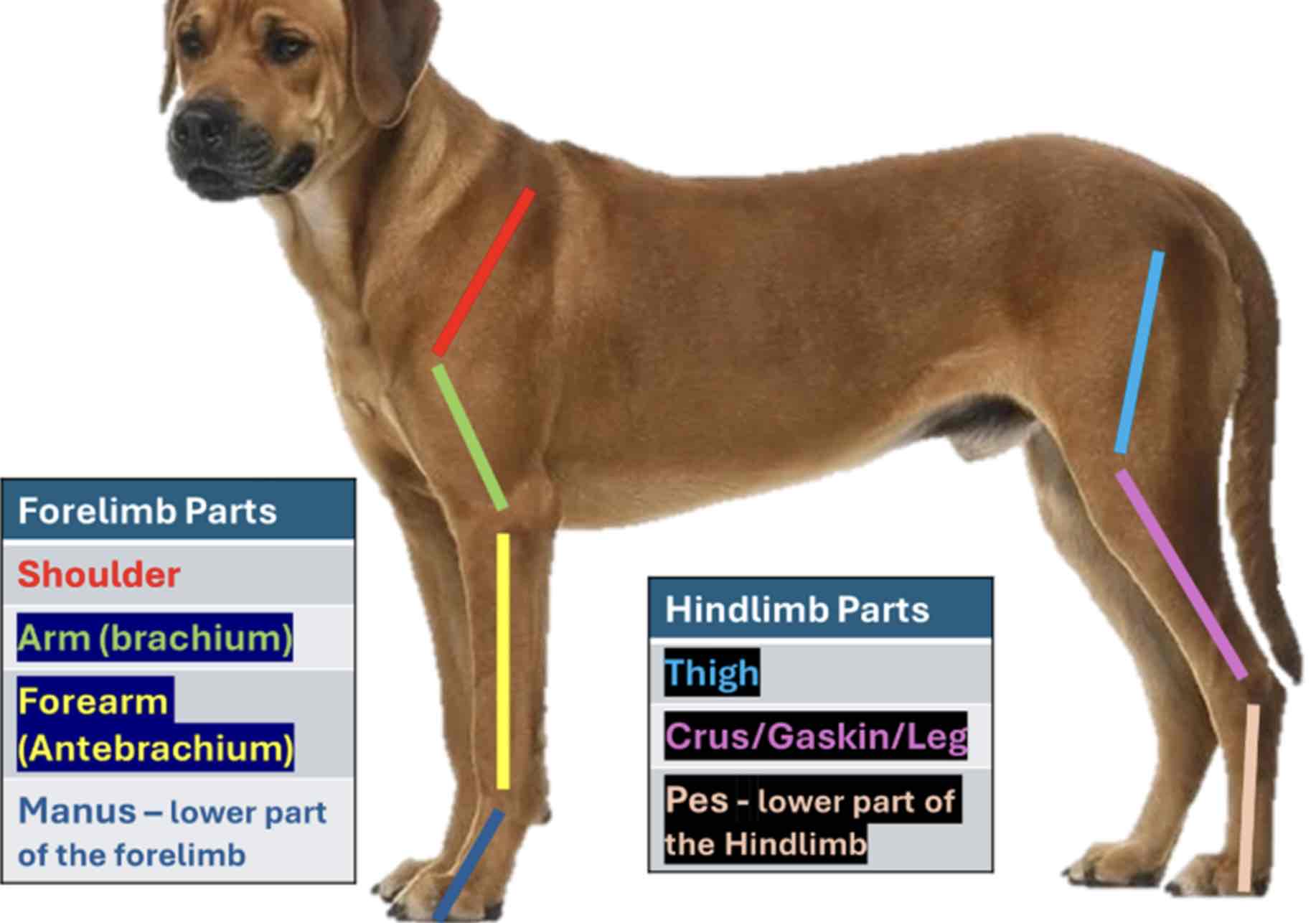 <p>Arm/brachium</p>