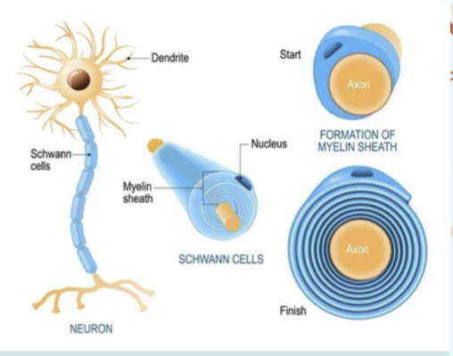 <p>Schwann Cells</p>