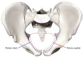 <p>Superior opening of the true pelvis guarded by the pelvic brim.</p>