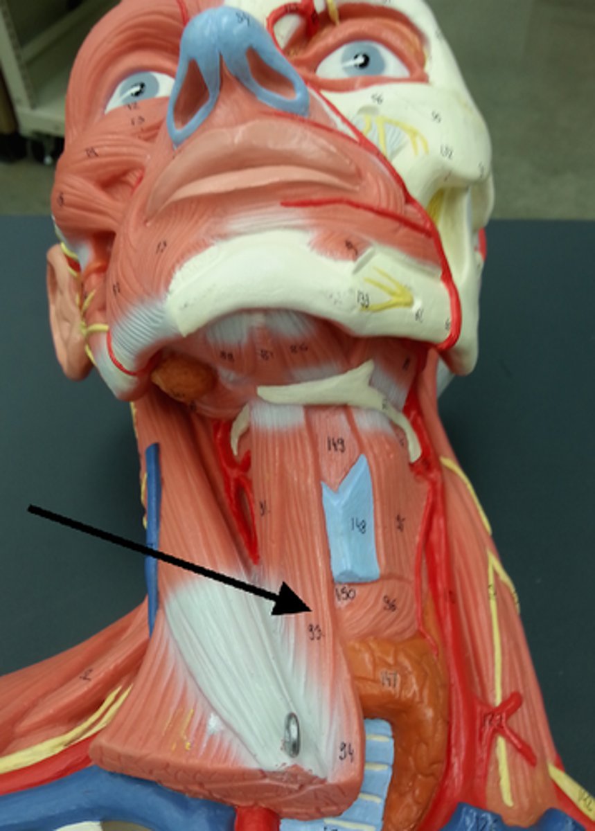 <p>depresses hyoid</p>