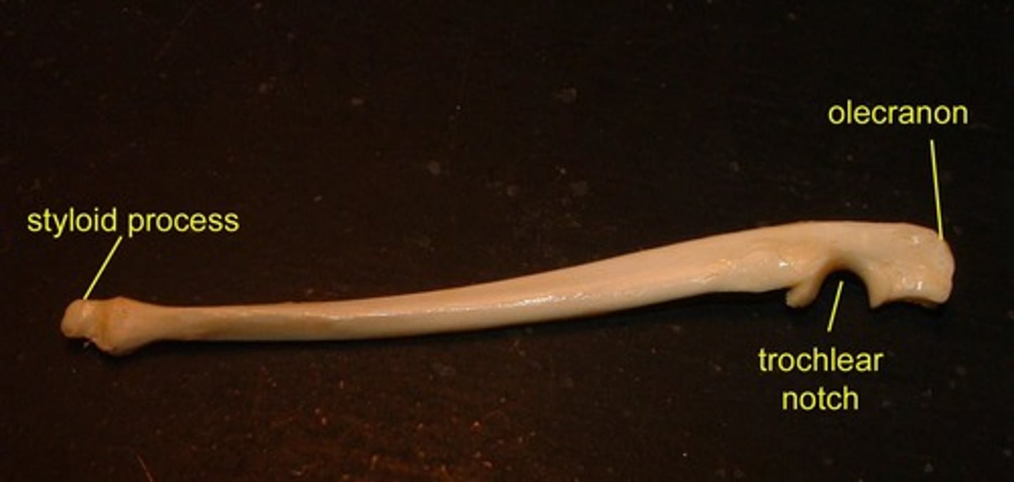 <p>Olecranon process</p>