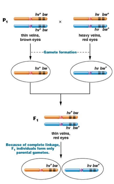 two genes on a single pair of homologs, exchange occurs between two nonsister chromatids

\
100% linkage yields a 1:2:1  ratio in F2. 