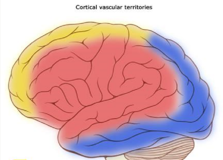 What is the red area?