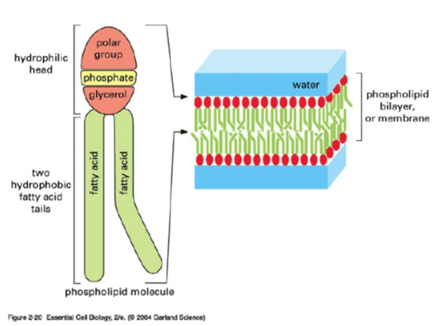 <p>They serve as a major structural component of most biological membranes. They form the lipid bilayer in cell membranes of organisms.</p>