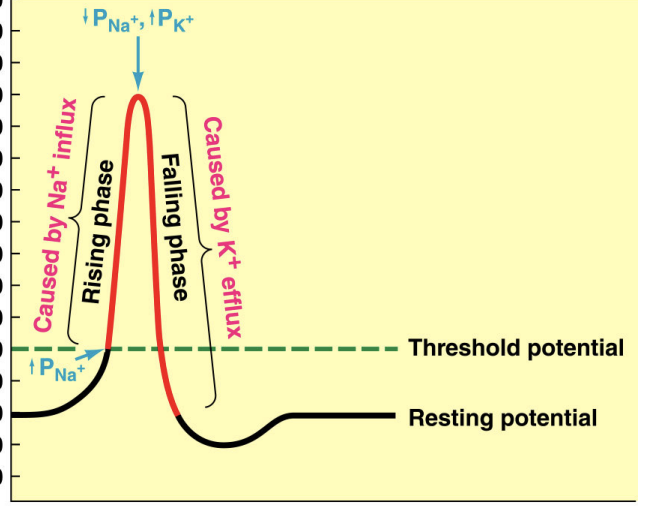<p>opens more <strong><u>slowly</u></strong> in response to depolarization allowing K+ ions to flow <strong><u>out</u></strong> of the cell down their electrochemical gradient</p><p></p><p><strong><u>falling phase and after hyperpolarization</u></strong></p>