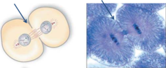 The area of the cell membrane that pinches in and eventually separates the dividing cell