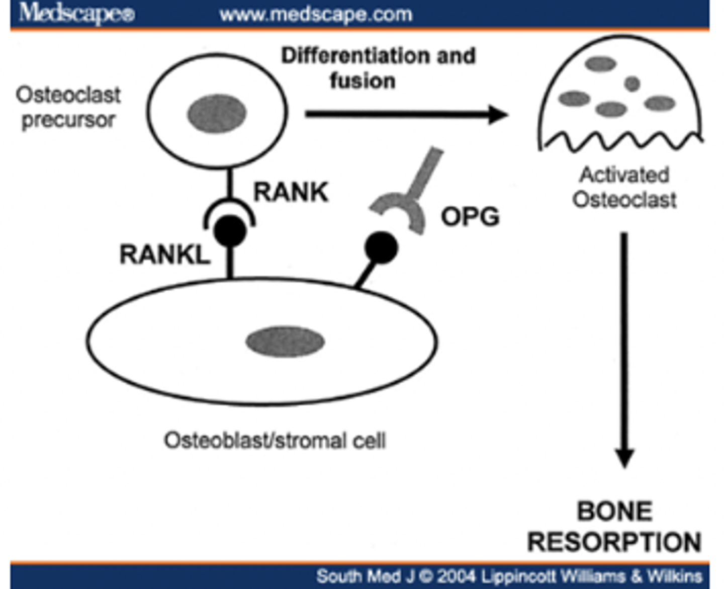 <p>OPG</p>