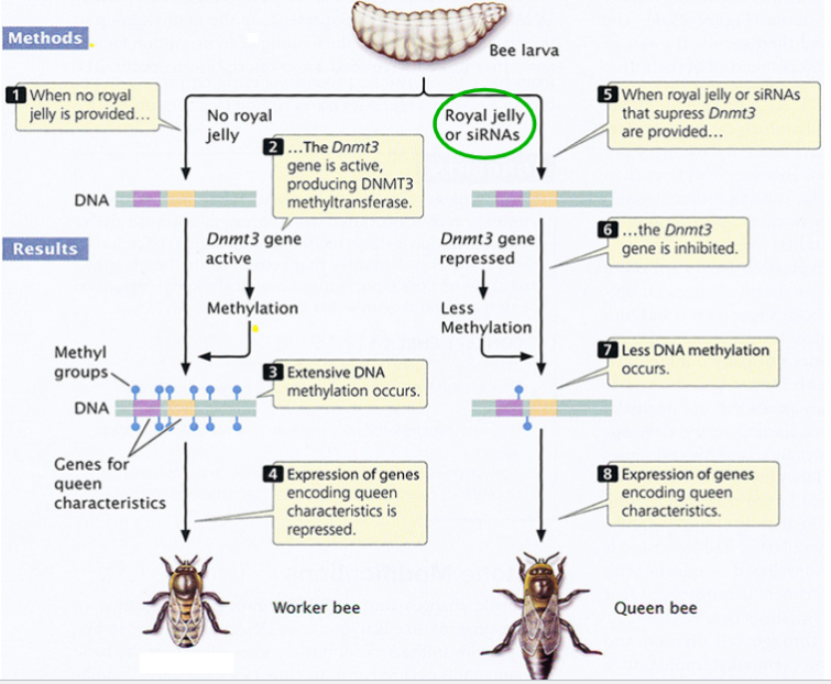 <p>queen bee: a female that is genetically identical to worker bees, but with significant differences in anatomy, physiology, behavior, and functions in the colony</p><p>(queen bee is the only reproductive female in the whole colony)</p><p>Dnmt3 gene results in a product: DNA methyltransferase 3 (a de novo methyltransferase)</p><p>Dnmt3 enzyme product methylates and silences queen-specific genes in worker bees</p><p>worker bees produce royal jelly, which gets fed to only a few larvae</p><p>royal jelly silences the expression of the Dnmt3 gene → DNA of the queen bee is less methylated</p><p>the largest royal jelly-fed larva eats the others and will become the new queen</p><p><strong>summarized: </strong>in worker bees, Dmnt3 enzyme is made, silences the queen genes. Only in queen larvae (fed royal jelly), the silencer is removed → queen genes are expressed</p>