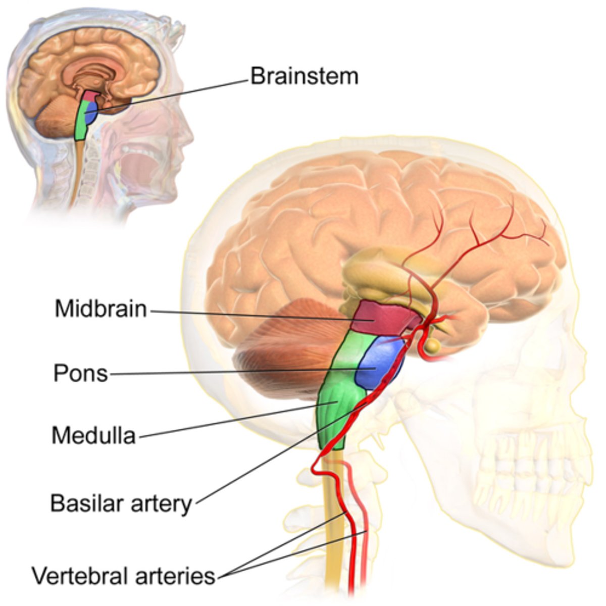 <p>Relay center between cortex and cerebellum.</p>
