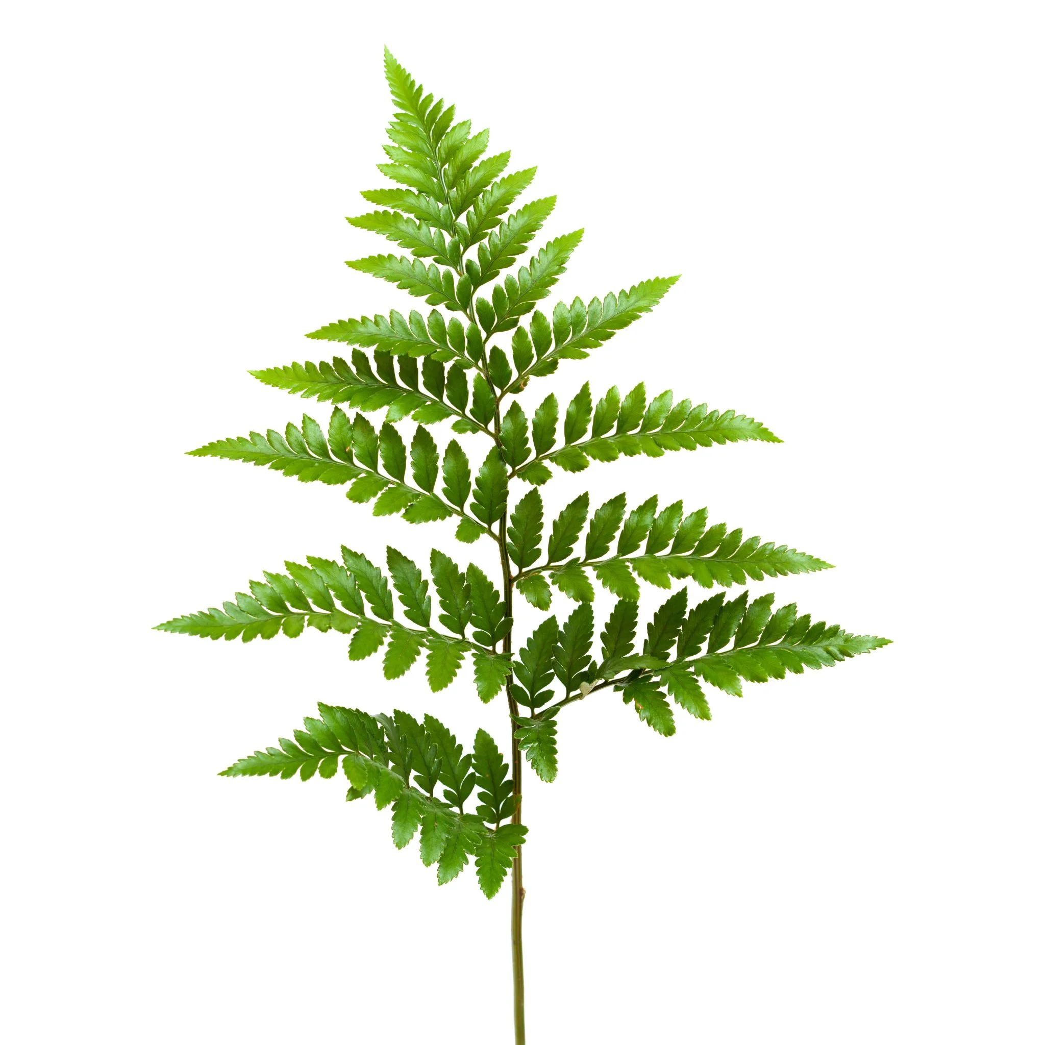 <p>Rumohra adiantiformis</p>
