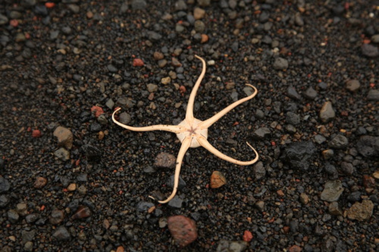 <p>"Snake tail"</p><p>•Brittle stars; long, slender</p><p>arms</p><p>•Tube feet lack suckers, not</p><p>used for movement</p><p>•Madreporite on oral surface</p>