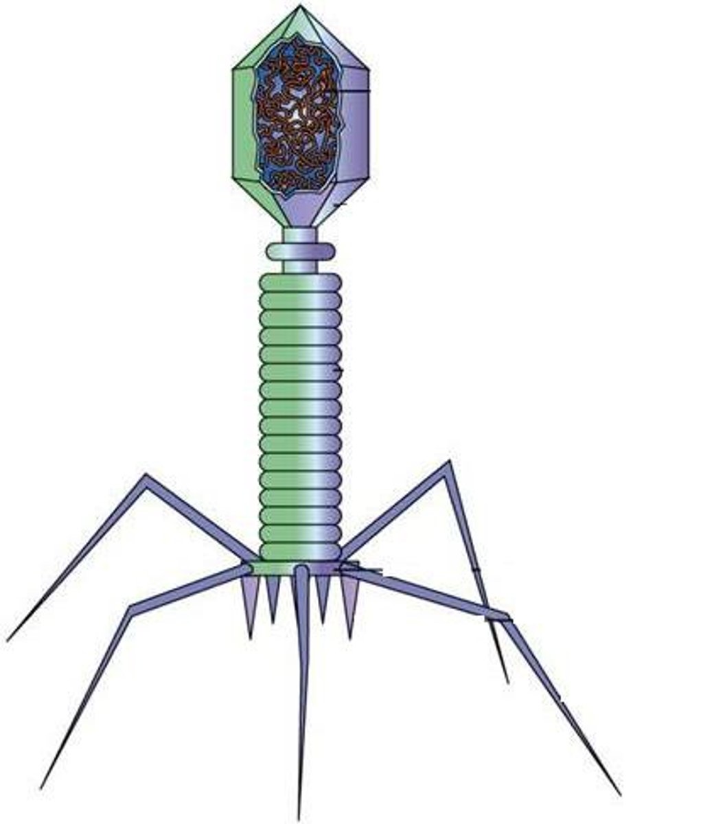 <p>Has complicated structure, such as a bacteriophage</p>