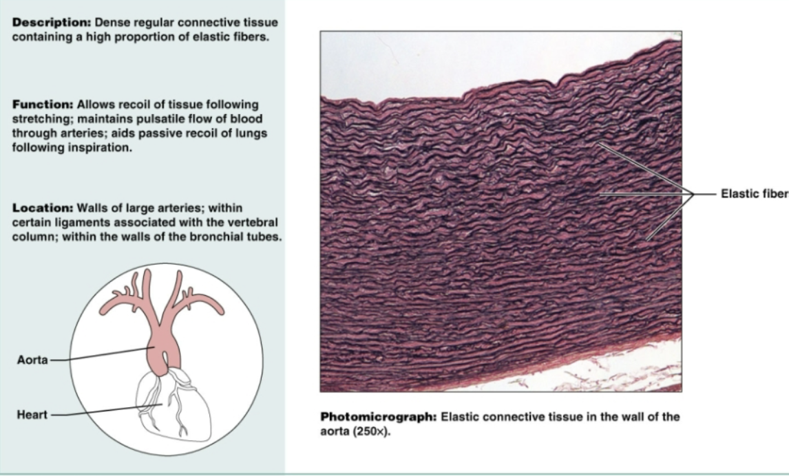 <p>Dense regular connective tissue containing a high proportion of elastic fibers. Allows recoil of tissue following stretching, maintains pulsatile flow of blood throw arteries, and aids passive recoil of lungs following inspiration. Located on walls of large arteries</p>