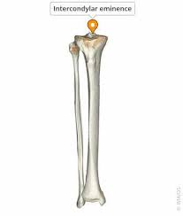 <p>pebble like raised area where the tibia meets patella </p>