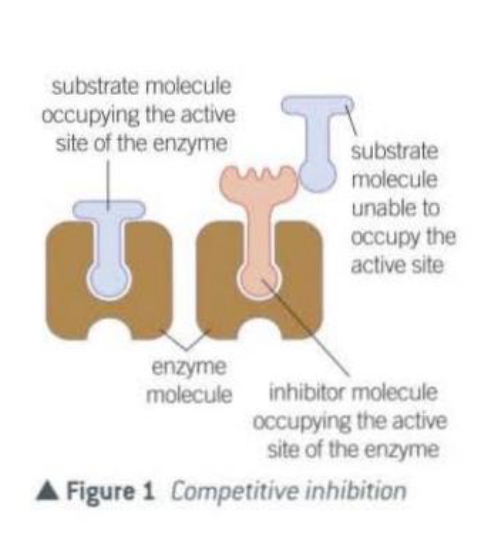<ul><li><p>Have a molecular shape similar to the substrate.</p></li><li><p>This allows them to occupy the active site of an enzyme.</p></li><li><p>They compete with the substrate for the available active sites.</p></li><li><p>The inhibitor is not permanently bound to the active site and so when it leaves, another molecule will take its place.</p></li><li><p>Sooner or later, all the substrate molecules will occupy an active site, but the greater the concentration of the inhibitor , the longer this will take.</p></li></ul>