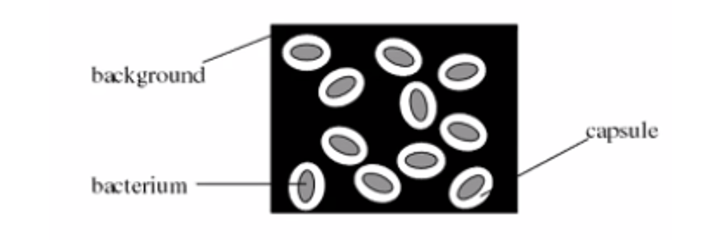 <p>- capsule staining</p><p>- baktēriju kapsulu vizualizēšanai (kapsulas nekrāsojas)</p><p>- Klebsiella pneumoniae, Streptococus pneumoniae</p><p>- pacienta materiāls - krēpas - kultivēšana - tīrkultūra - Ginsa metode</p>