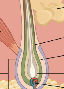 <p>expanded, deep end of hair follicle is known as what?</p>