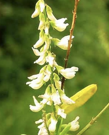 <p>what is moldy sweet clover poisoning?</p>