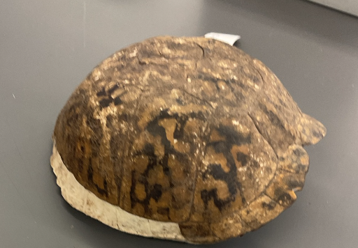 <p>Terrepene carolina</p><p>Eastern box turtle</p><p>Extripated</p><p>Family Emididae</p><p>Carapace is highly domed and keeled but smooth with age</p><p>Pattern on shell is dark brown to black on the background, but the pattern varies of yellow and orange</p><p>Its plastron is hinged and is tan to black</p><p>Tail and legs are black to brown with yellow, red, or orange markings</p><p>On an adult the head is black to brown with patterns with yellow, orange or red spots</p><p>Males have a slight concavity on plastron and longer tails</p>