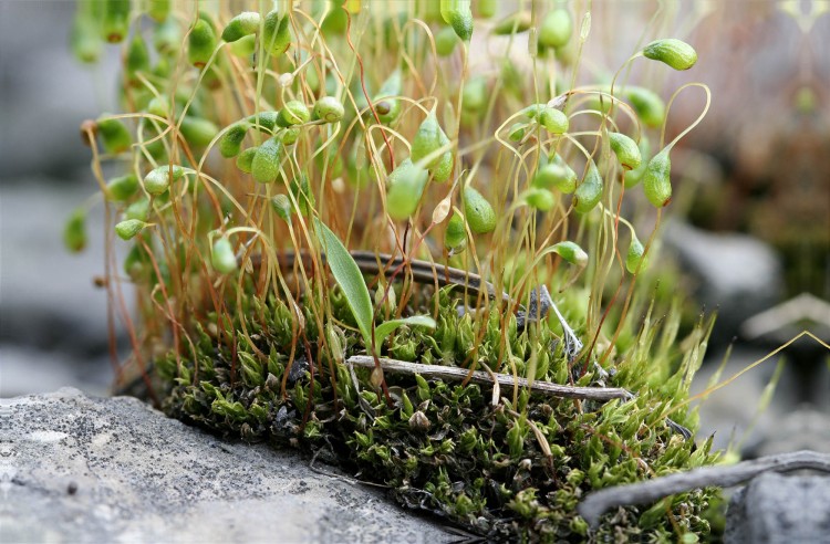 <p>small leaves only at base, capsule hangs down</p>