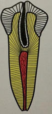 <p>dx </p>
