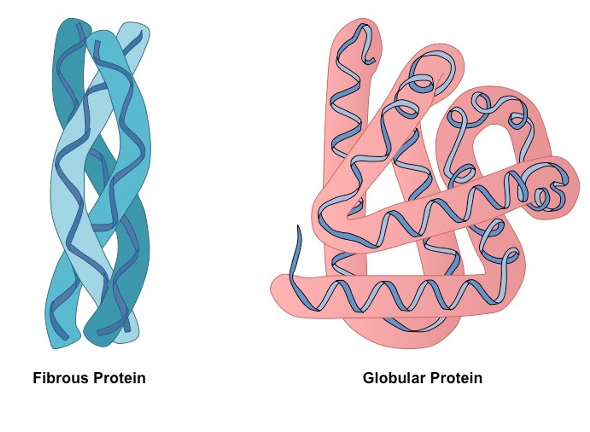 <p><span><span>used only as structural components.</span></span></p>