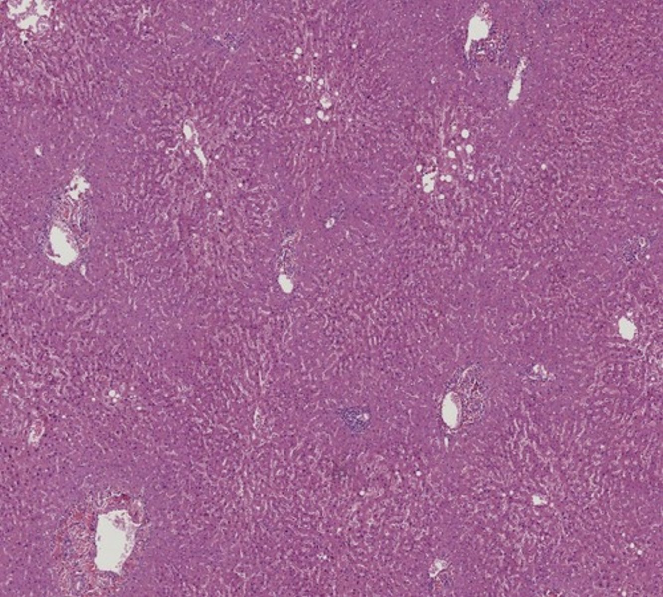 <p>Name the organ</p>